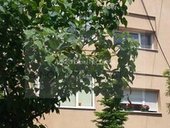 Patru camere de inchiriat, 120 mp, vila, ideal sediu firma